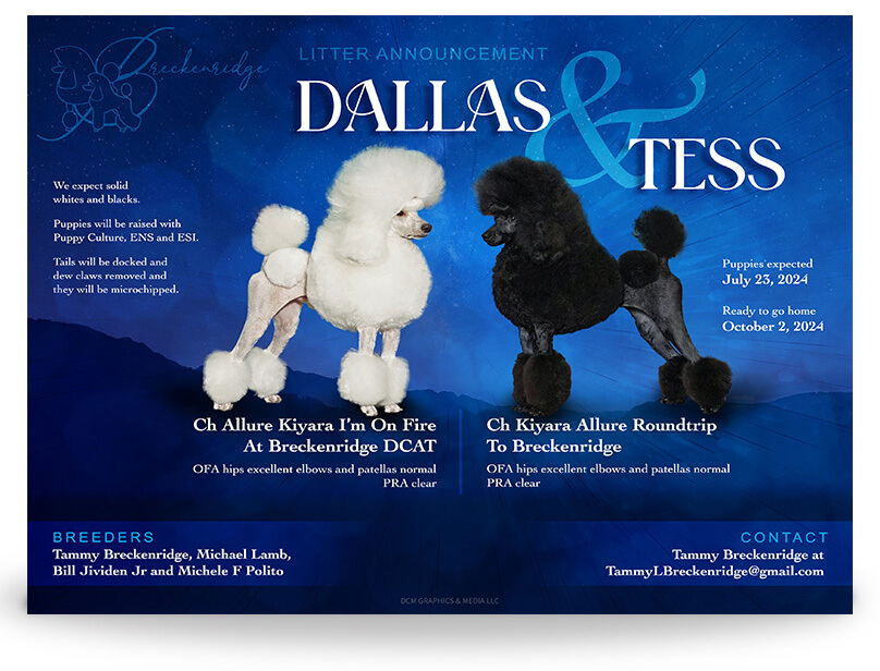 One white, One black Poodle, Litter Announcement poster.