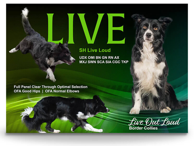Three photos of a black and white border collie on a green swirl background.